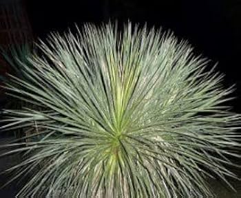ユッカ　エラータ 楽天市場】【現品発送】ユッカ エラータ 大株 12号鉢植え : 千草園芸